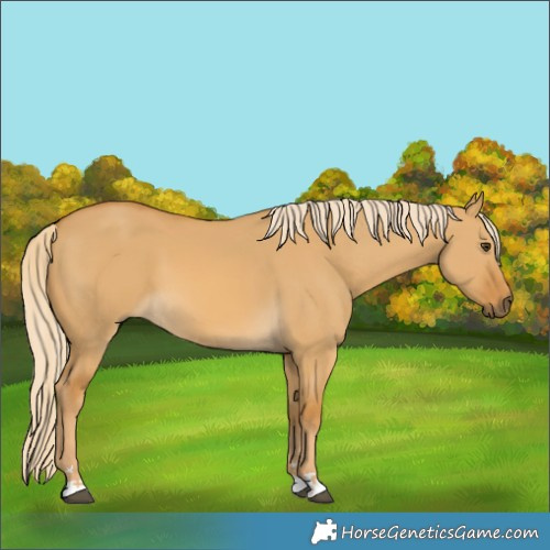 Horse Color:Palomino Dun 