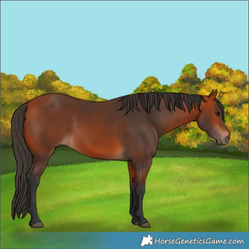 Horse Color:Bay 