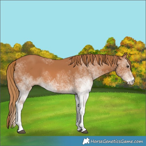 Horse Color:White Spotted Chestnut 