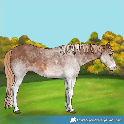 Horse Color:White Spotted Chestnut 