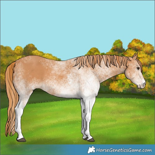 Horse Color:White Spotted Chestnut 