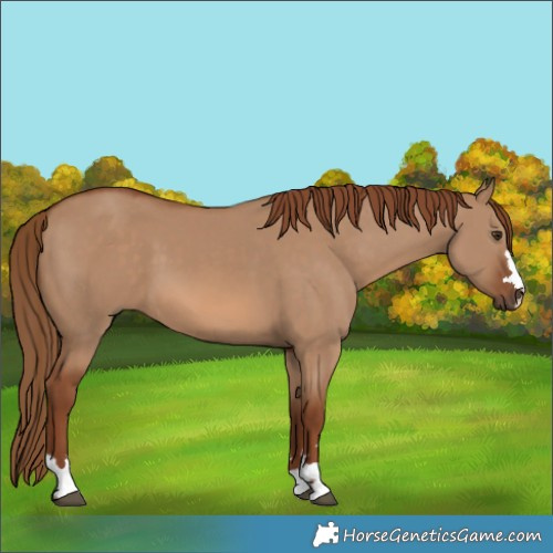 Horse Color:Red Dun 
