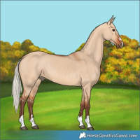 Horse Color:Silver Bay Dun 