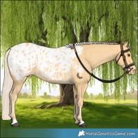 Horse Color:Palomino Skewed Appaloosa