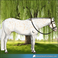 Horse Color:Palomino Skewed LP Spotted