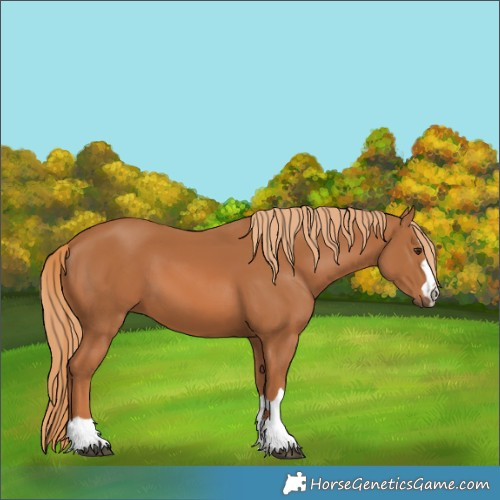 Horse Color:Chestnut 