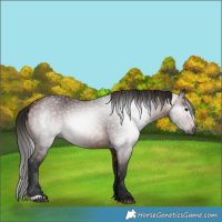 Horse Color:Gray Bay