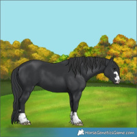 Horse Color:Black 