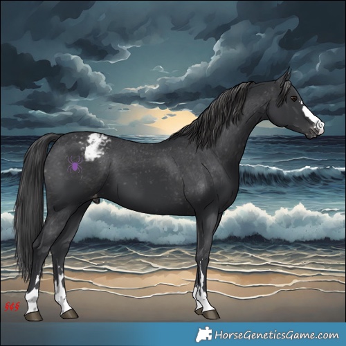 Horse Color:Black Appaloosa 
