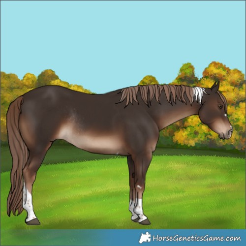 Horse Color:Liver Chestnut Tobiano Rabicano 