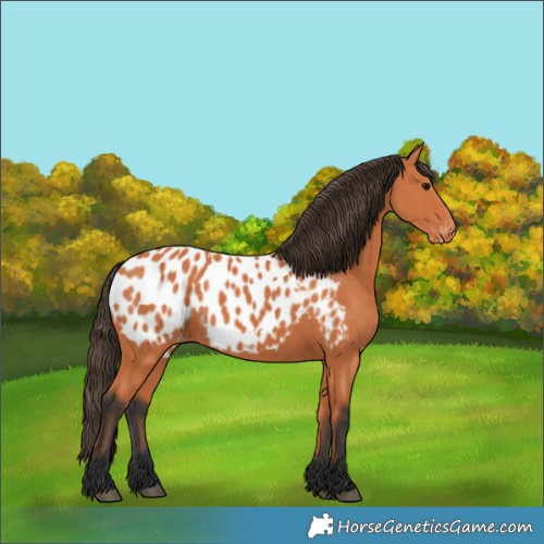 Horse Color:Bay Appaloosa 