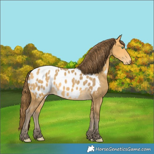 Horse Color:Amber Cream Champagne Appaloosa