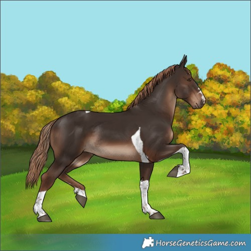 Horse Color:Liver Chestnut Tobiano Rabicano 
