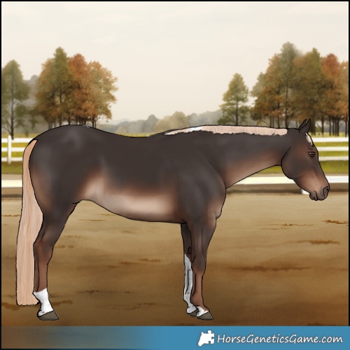 Horse Color:Liver Chestnut Tobiano Rabicano
