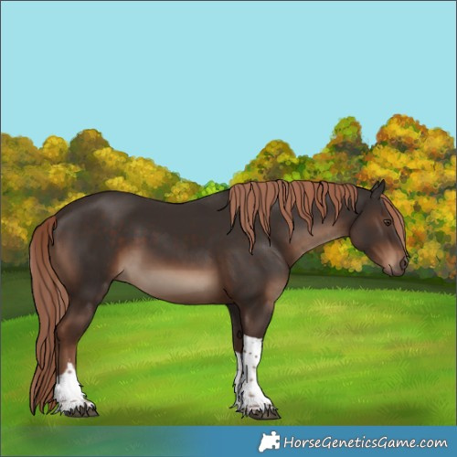 Horse Color:Liver Chestnut Tobiano Rabicano