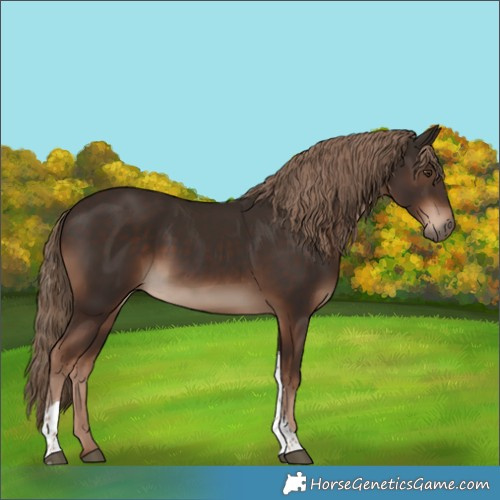 Horse Color:Liver Chestnut Tobiano Rabicano