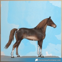 Horse Color:Liver Chestnut Tobiano Rabicano 