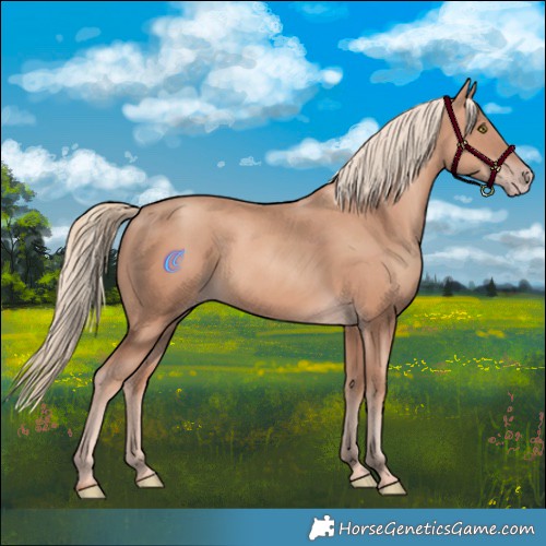 Horse Color:Gold Champagne 