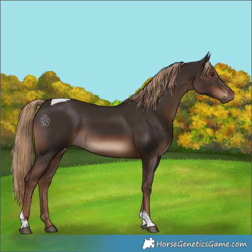 Horse Color:Liver Chestnut Tobiano Rabicano 