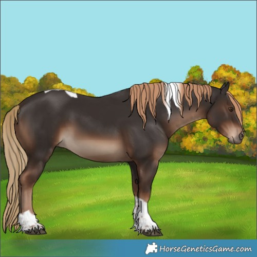 Horse Color:Liver Chestnut Tobiano Rabicano 