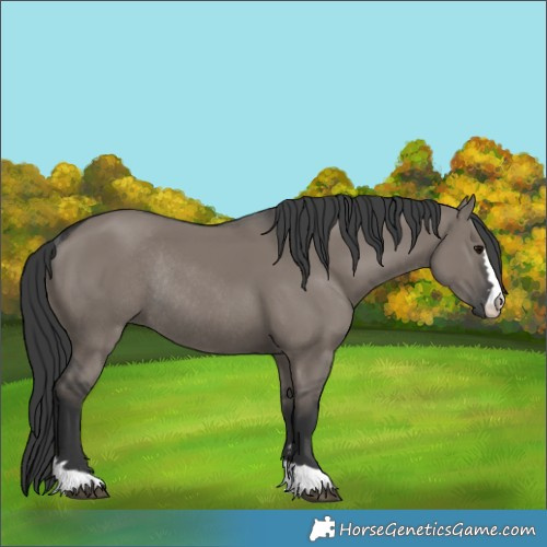Horse Color:Grullo Rabicano 
