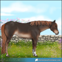 Horse Color:Liver Chestnut Tobiano Rabicano 