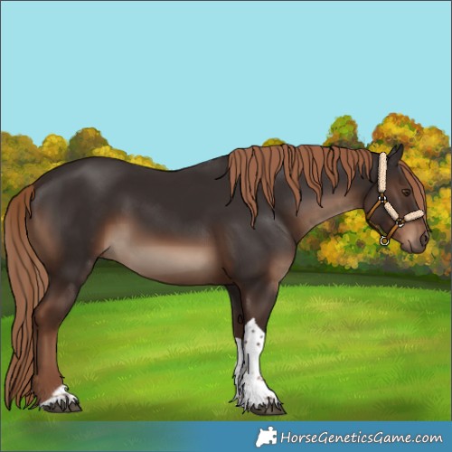 Horse Color:Liver Chestnut Tobiano Rabicano 