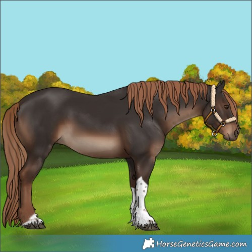 Horse Color:Liver Chestnut Tobiano Rabicano