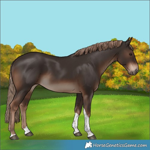 Horse Color:Liver Chestnut Tobiano Rabicano 