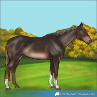 Horse Color:Liver Chestnut Tobiano Rabicano 