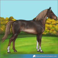 Horse Color:Liver Chestnut Tobiano Rabicano 