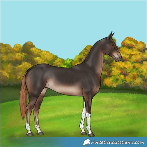 Horse Color:Liver Chestnut Tobiano Rabicano