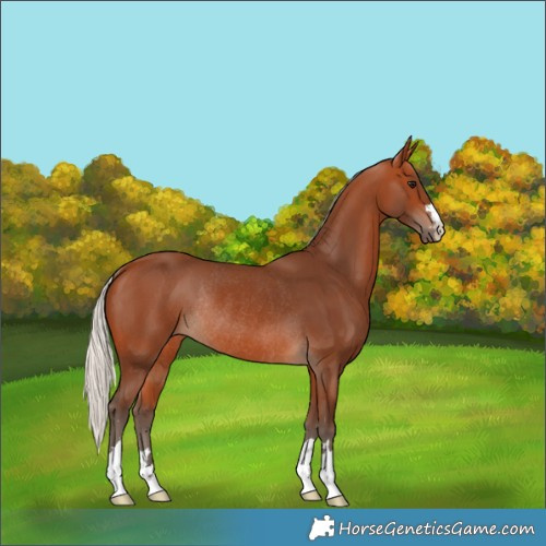 Horse Color:Silver Bay Rabicano 