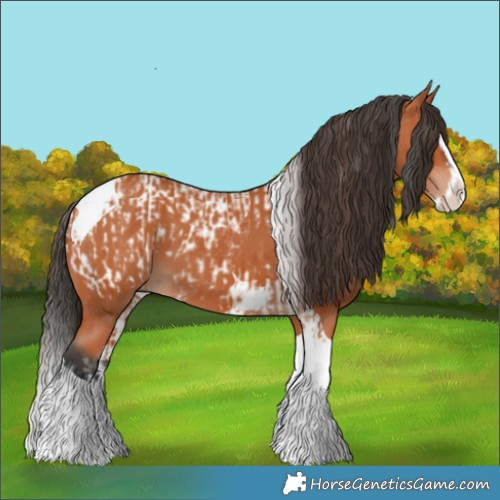 Horse Color:Bay Splash Tobiano Appaloosa  and Bay Splash Tobiano 