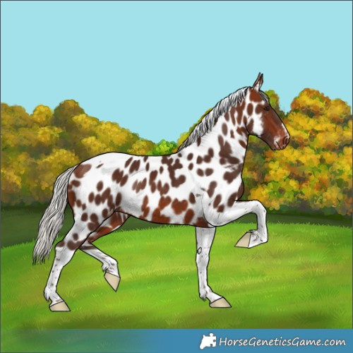 Horse Color:Silver Brown Tobiano Appaloosa Rabicano