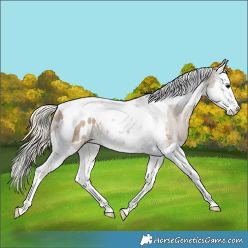 Horse Color:Silver Smoky Grullo Splash Tobiano Blanket Rabicano 