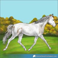 Horse Color:Silver Smoky Grullo Splash Tobiano Blanket Rabicano