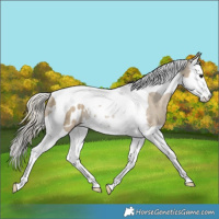 Horse Color:Silver Smoky Grullo Splash Tobiano Appaloosa Rabicano