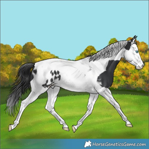 Horse Color:Black Splash Tobiano Appaloosa