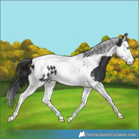 Horse Color:Black Splash Tobiano Blanket 