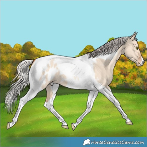Horse Color:Silver Sable Champagne Dun Tobiano Appaloosa 