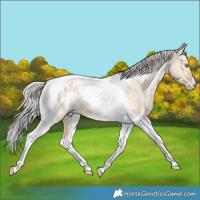 Horse Color:Silver Sable Champagne Dun Tobiano Blanket