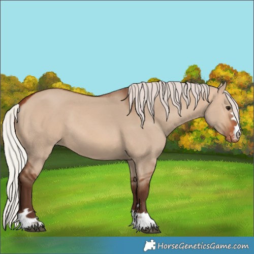 Horse Color:Silver Brown Dun Appaloosa 