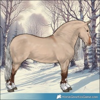 Horse Color:Silver Brown Dun Appaloosa 