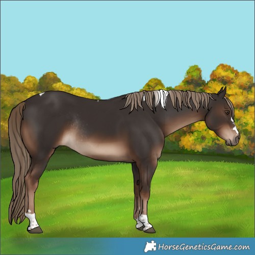Horse Color:Liver Chestnut Tobiano Rabicano 