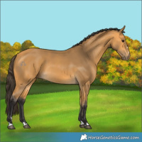 Horse Color:Buckskin 