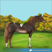Horse Color:Liver Chestnut Tobiano Rabicano
