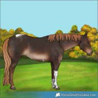Horse Color:Liver Chestnut Tobiano Rabicano
