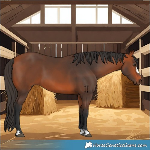 Horse Color:Bay 