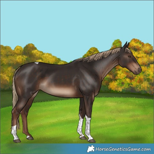 Horse Color:Liver Chestnut Tobiano Rabicano 